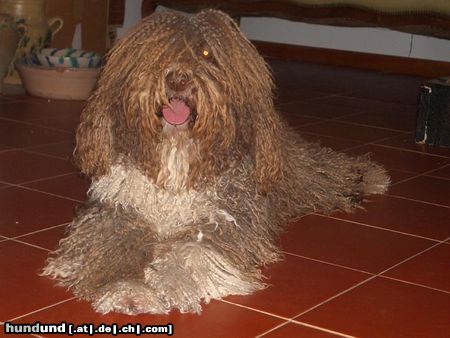 Perro de Agua Espanol Hunde Foto 20761 in höherer Auflösung ansehen Perro de Agua Espanol Jícara de la Voz de su Amo