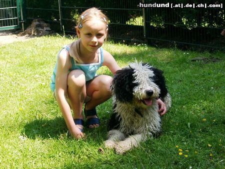Perro de Agua Espanol Hunde Foto 4171 Perro de Agua Espanol Lena & Gino