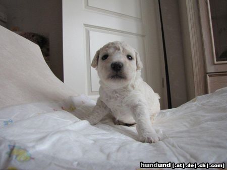 Perro de Agua Espanol aus unserem A-Wurf