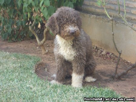 Perro de Agua Espanol Hunde Foto 14216 Perro de Agua Espanol Jícara von Oliva