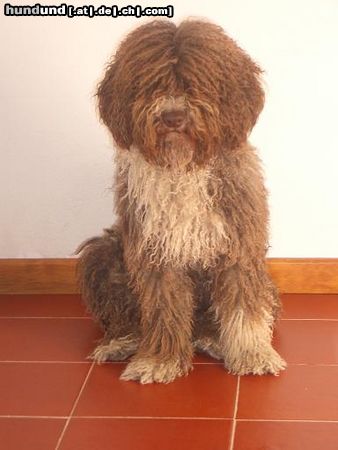 Perro de Agua Espanol Hunde Foto 19147 Perro de Agua Espanol JICARA