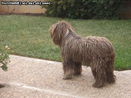 Perro de Agua Espanol Hunde Foto 22075 Perro de Agua Espanol Jícara