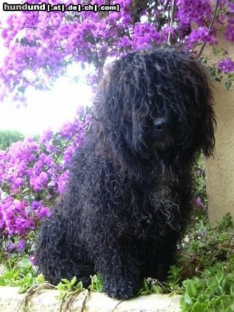 Perro de Agua Espanol Hunde Foto 16413 Perro de Agua Espanol Kale de la Solera Fina