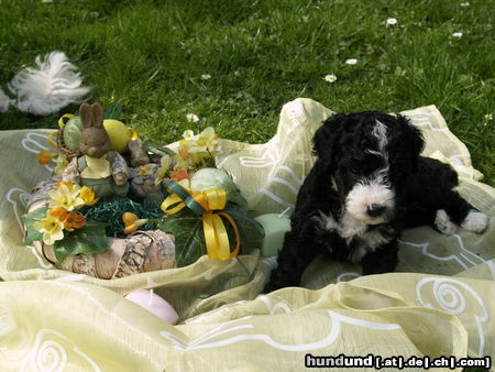 Perro de Agua Espanol Lana wünscht frohe Ostern