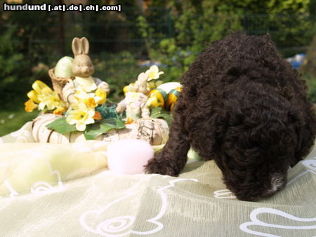 Perro de Agua Espanol Luna wünscht frohe Ostern