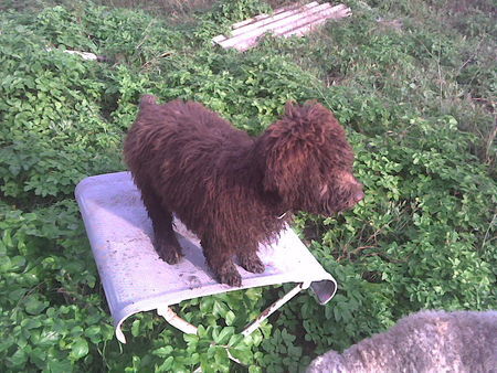 Perro de Agua Espanol Luyse 4 Monate,klettert ueberall drauf....03.01.07