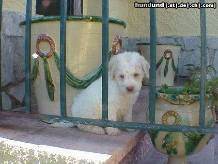 Perro de Agua Espanol Hunde Foto 7651 Perro de Agua Espanol LEONIE
