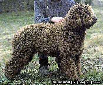Perro de Agua Espanol Hunde Foto 14218 Perro de Agua Espanol Ocuri Wold Champion 2002 von Oliva