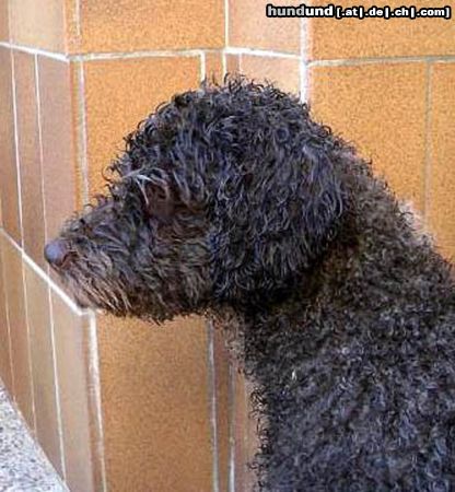 Perro de Agua Espanol Hunde Foto 25657 Perro de Agua Espanol Oliva