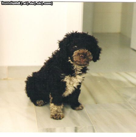 Perro de Agua Espanol Hunde Foto 14788 Perro de Agua Espanol Oliva 2 monate