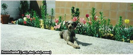 Perro de Agua Espanol Hunde Foto 20762 Perro de Agua Espanol Oliva und Blumen