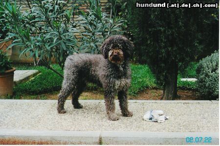Perro de Agua Espanol Hunde Foto 14215 Perro de Agua Espanol Oliva (Champion´s matter)