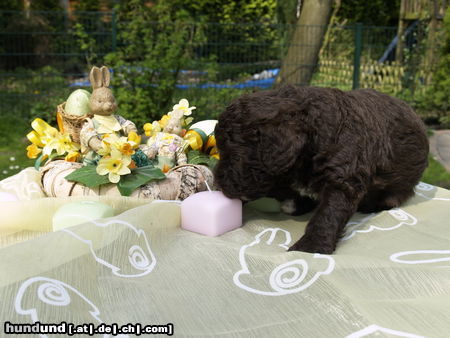 Perro de Agua Espanol Stella wünscht frohe Ostern