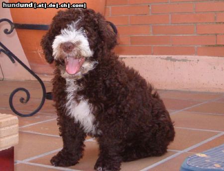 Perro de Agua Espanol Hunde Foto 14217 Perro de Agua Espanol Taranto von Jícara von Oliva