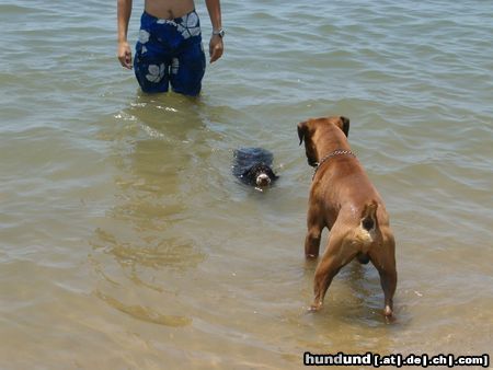 Perro de Agua Espanol Hunde Foto 14332 Perro de Agua Espanol Taranto y Lupo