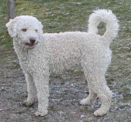 Perro de Agua Espanol Arriba Aguas Arriba 10 Monate alt