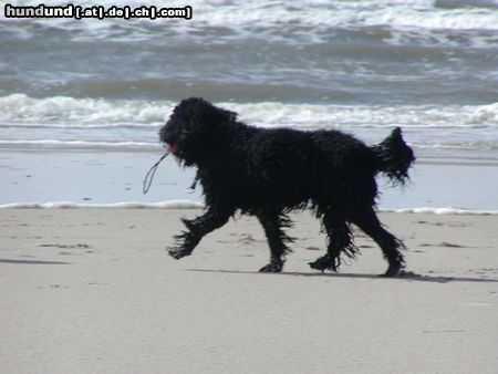 Perro de Agua Espanol Hunde Foto 17674 in höherer Auflösung ansehen Perro de Agua Espanol Emma am Strand