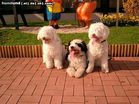 Perro de Agua Espanol Hunde Foto 19824 Perro de Agua Espanol Sally, Gino & Leonie