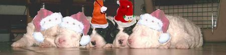 Perro de Agua Espanol Hunde Foto 27599 Perro de Agua Espanol Allen Perrofreunden wünschen wir eine ruhige und besinnliche Weihnachtszeit und ein erfolgreiches nues Jahr 2006 ... !