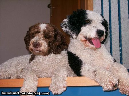 Perro de Agua Espanol Hunde Foto 4815 Perro de Agua Espanol Gino & Rasta