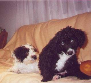 Perro de Agua Espanol Hunde Foto 914 Perro de Agua Espanol THEESE ARE MY WATER SPANISH DOG