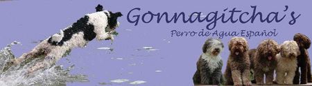 Perro de Agua Espanol Gonnagitcha`sPerro`s/Spanischer Wasserhund