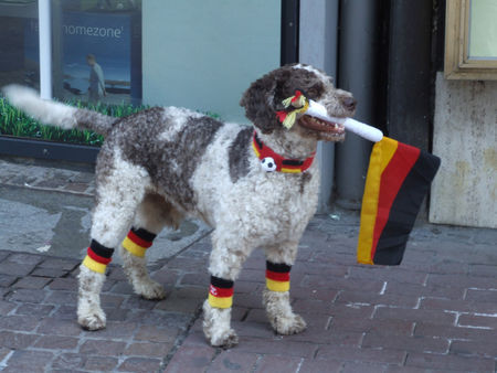 Perro de Agua Espanol Hunde Foto 32765 in höherer Auflösung ansehen Perro de Agua Espanol jacinto_fan