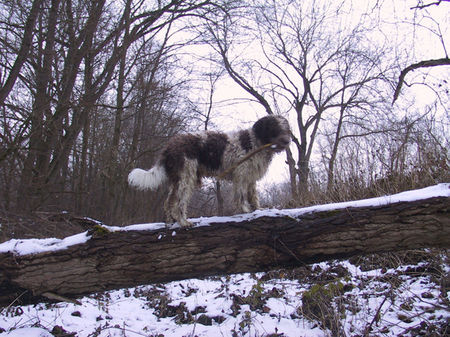 Perro de Agua Espanol Hunde Foto 27794 in höherer Auflösung ansehen Perro de Agua Espanol jacinto bundessieger V1 ausstellung stuttgart 2005