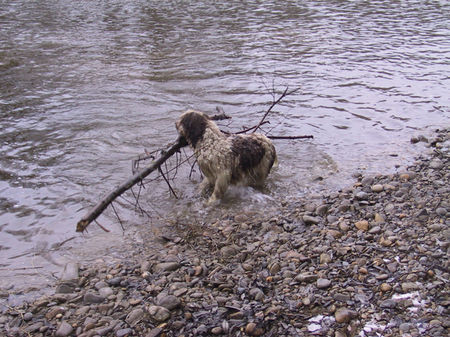 Perro de Agua Espanol Hunde Foto 27796 in höherer Auflösung ansehen Perro de Agua Espanol jacinto bundessieger V1 ausstellung stuttgart 2005