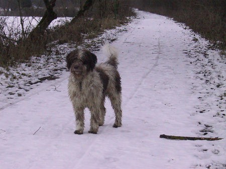 Perro de Agua Espanol Hunde Foto 27798 in höherer Auflösung ansehen Perro de Agua Espanol jacinto bundessieger V1 ausstellung stuttgart 2005