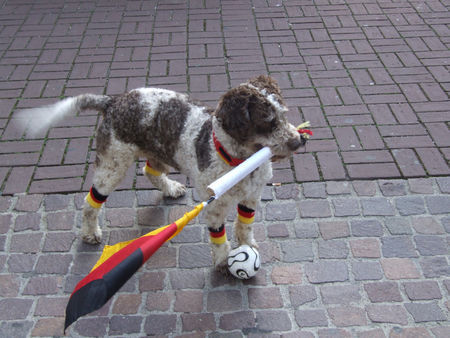 Perro de Agua Espanol Hunde Foto 32764 Perro de Agua Espanol deutschlands knuffigster fan