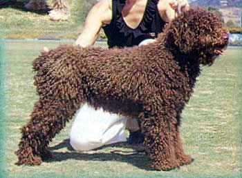 Perro de Agua Espanol Hunde Foto 27008 Perro de Agua Espanol Champion´s Ocuri von Oliva