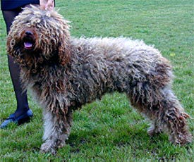 Perro de Agua Espanol Hunde Foto 65 Perro de Agua Espanol