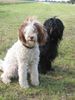 Perro de Agua Espanol Foto: geeny perro & diddl cao dd agua (ID 5822) Perro de Agua Espanol Hund
