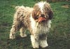 Perro de Agua Espanol Hund