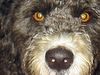 Perro de Agua Espanol Foto: schau mir in die augen (ID 23560) Perro de Agua Espanol Hund