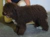 Perro de Agua Espanol Foto: Algun Dias Chiva 7 months (ID 16804) Perro de Agua Espanol Hund