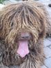 Perro de Agua Espanol Foto: Ch. Zoquete La Perrera Flamenca (ID 16803) Perro de Agua Espanol Hund