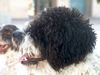 Perro de Agua Espanol Foto: (Musol: Ch Moucad de Ubrique x Cuba del Toro Antiguo) (ID 16420) Perro de Agua Espanol Hund
