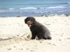 Perro de Agua Espanol Foto: Carquiñon in Tarifa (ID 14331) Perro de Agua Espanol Hund