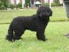 Perro de Agua Espanol Foto: Mingo1Del Rabadan (ID 44225) Perro de Agua Espanol Hund