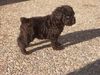 Perro de Agua Espanol Foto: Dardo de La Voz de su Amo (ID 16383) Perro de Agua Espanol Hund
