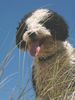 Perro de Agua Espanol Foto: Gino in Andalusien (ID 11056) Perro de Agua Espanol Hund