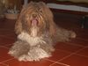 Perro de Agua Espanol Foto: Jícara de la Voz de su Amo (ID 20761) Perro de Agua Espanol Hund