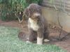 Perro de Agua Espanol Foto: Jícara von Oliva (ID 14216) Perro de Agua Espanol Hund
