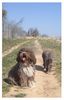 Perro de Agua Espanol Foto: Jícara und Oliva (ID 19876) Perro de Agua Espanol Hund