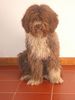 Perro de Agua Espanol Foto: JICARA (ID 19147) Perro de Agua Espanol Hund
