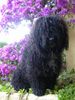 Perro de Agua Espanol Foto: Kale de la Solera Fina (ID 16413) Perro de Agua Espanol Hund