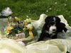 Perro de Agua Espanol Foto: Lana wünscht frohe Ostern (ID 44081) Perro de Agua Espanol Hund