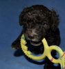 Perro de Agua Espanol Foto: Luna 4,5 Wochen alt (ID 44055) Perro de Agua Espanol Hund